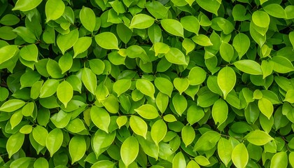 Lush green foliage background