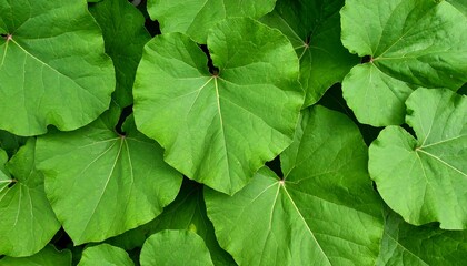 Lush green leaves close-up (1)