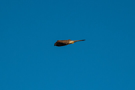 A common kestrel (Falco tinnunculus) in a fast, aerodynamic flight position against a clear blue sky. Wild bird of prey diving or soaring with tucked wings. Minimalist wildlife photography.