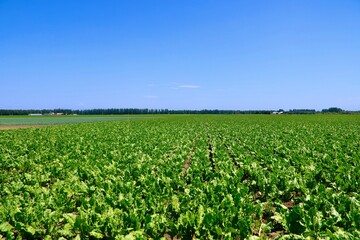 テンサイ畑・農作物（北海道・中札内村）