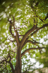 Árbol abstracto