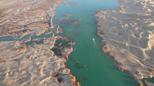 Drone view of high speed boat sailing in lake in desert with Populus euphratica forest with yellow golden foliage on sunny autumn day in Xinjiang, China, 4k real time footage.