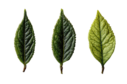 Three leaves, varying shades of green,  displaying different tones and veining patterns, against a black background