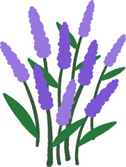 라벤더