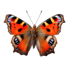 Close-up of a colorful butterfly (3)