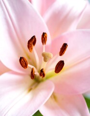 Pink lily close-up