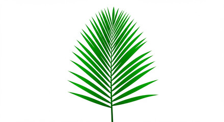 Obraz premium Green Tropical Palm Leaf Isolated on White Background – High-Quality Botanical Image