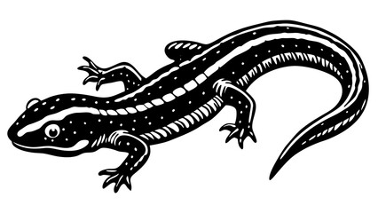 Naklejka premium Black and white illustration of a spotted salamander with stripes