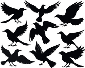 Fototapeta premium A collection of black bird silhouettes for graphic design