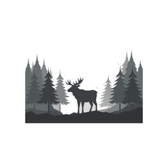 moose standing in a foggy pine forest
