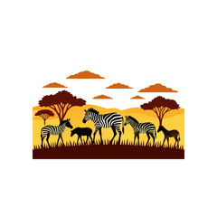 zebra herd grazing on african plains