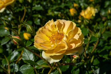yellow rose flower macro photography on a sunny summer day, Bienenweide Gelb