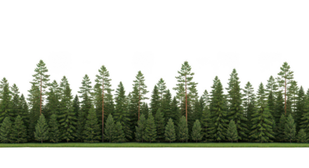 Evergreen Forest Tree Line Nature Border
