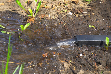 Water flows from a hose onto dark soil with small green plants sprouting