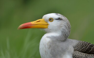 Obraz premium Close up of a white bird with a yellow and red beak