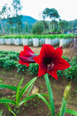 The beautiful Red Lion' Amaryllis' bright red blooms with a beautiful landscape in the background.