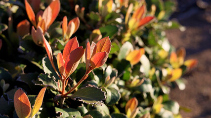 Red leaves on the bush in the garden abstract background
