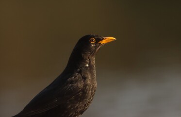 Blackbird with Orange Beak