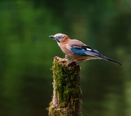 Eurasian Jay on Mossy Stump