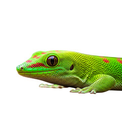 Fototapeta premium Vibrant green day gecko with red markings isolated on transparent background
