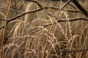 Fototapeta premium Rośliny różnych stron świata. Piękne portrety w naturalnym środowisku.