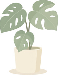 Light green monstera plant with large split leaves in a cream ceramic pot