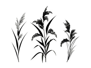 Dark silhouettes of three stylized grass plants against a black background.  Each plant has long, thin blades and a seed head.  Slight variations in shade suggest texture