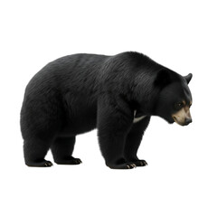 Black bear standing on transparent background isolated on transparent background