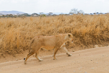 Fototapeta premium Regal lions rest and roam African savanna.