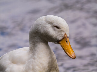 Sleepy Headed White Duck Beak Down
