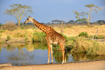 Graceful giraffe drinks at watering hole