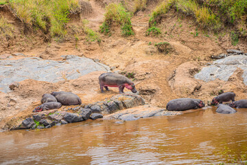 Hippos submerge and graze by the water