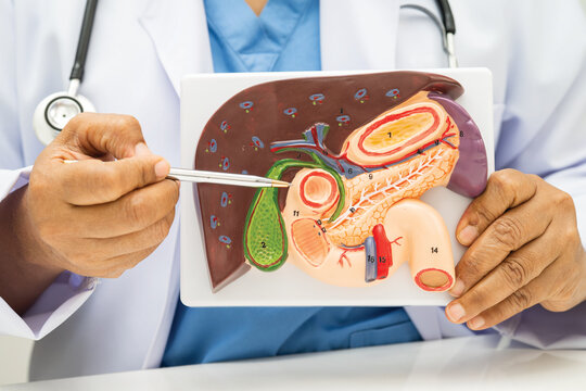 Liver with gallbladder, pancreas spleen and duodenum, Asian doctor holding human anatomy model for study diagnosis and treatment in hospital.