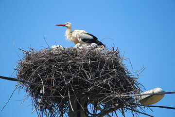 Stork with chicks in nest. Large black and white bird with red beak. Ciconia. Nest of twigs and branches on lamppost, high-voltage pole