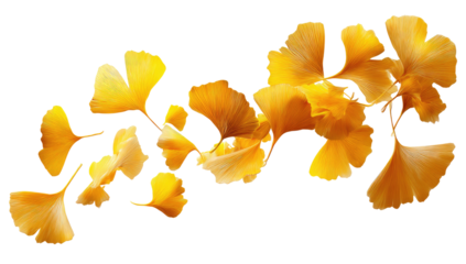 Ginkgo biloba leaves, vibrant gold, autumnal
