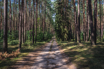 Fototapeta premium Forest road in Tuchola Pinewoods in Kujawy-Pomerania Province of Poland