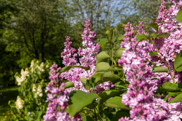 Obraz premium a spring park with lilac flowers in the spring of the year in sunny weather closeup, a group of flower inflorescences, side view