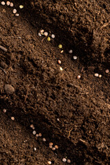 planting radish seeds in soil, land mixed with peat in which radish seeds are planted