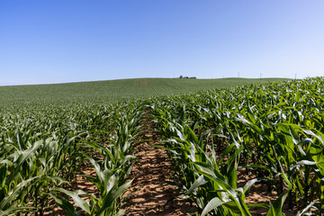 an agricultural field where corn crops are grown with flowers against a clear blue sky