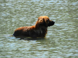 yellow dog swimming in the sea