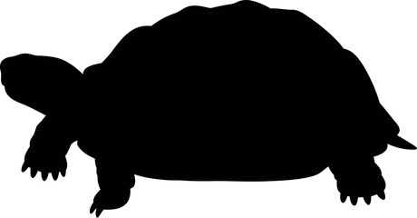 Silhouette of a tortoise walking