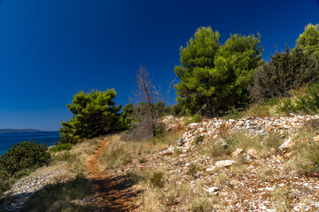 Mediterranean vegetation, road leading to Tatinje beach in Croatia, Ciovo island,
