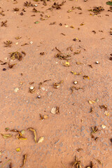 chestnut leaves on the road in the park , a simple path sprinkled with red sand with rubble and leaves fallen from chestnuts