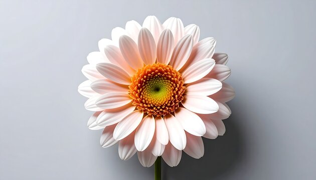 Soft pink daisy close-up - Powered by Adobe