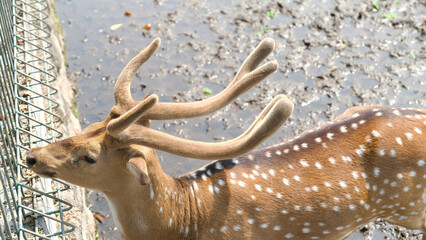 Beautiful chital or spotted deer grazing in grass in Indonesia National Park
