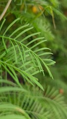 Cypress Vine, is also known by other common names such as cypressvine morning glory, cardinal creeper, cardinal vine, star glory