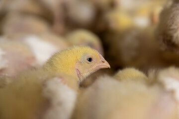 small chickens in down and feathers during cultivation at a poultry farm closeup, There is only one chicken head in focus, side view