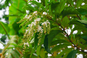 Beautifu white Fiddlewood flower in the garden 