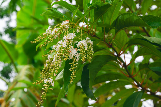 Beautifu white Fiddlewood flower in the garden 