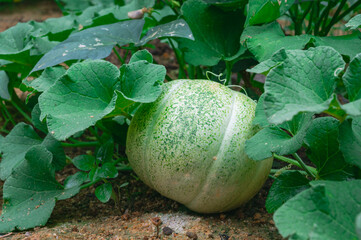 Watermelon plant with leaves on the ground in a garden